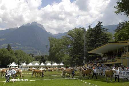 Pohled na v�stavn� are�l uprost�ed hor