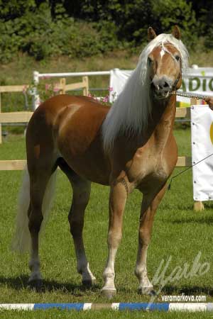 P�tilet� Antiss po Antinor (It�lie)