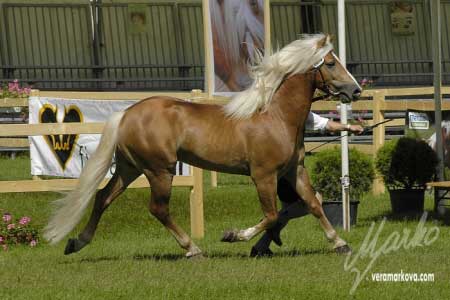 V�t�z sp�e�en� h�ebc�, p�tilet� Alibaba po Aladin (N�mecko)