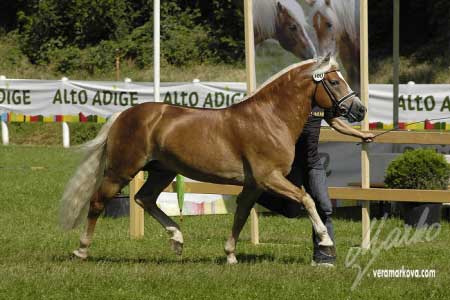 �ty�let� Alabaster B po Amsterdam (N�mecko), z�skal druh� m�sto v drez��e