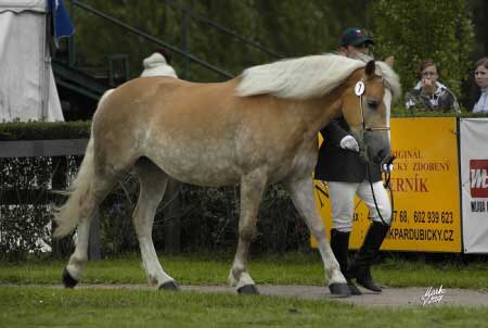 Jako t�et� komise vyhodnotila klisnu Lindu (foto V�ra Markov�)