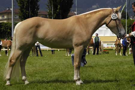 �ampionka ro�n�ku Landgr�fin po Nils