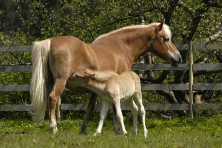 Klisna s h��b�tem v rakousk�m Ebbsu