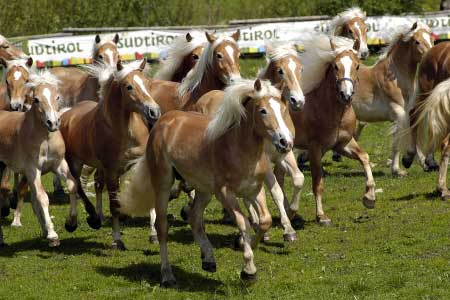 Vypu�t�n� h�ebe�k� v Sandhofu