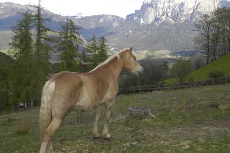 Typick� sva�it� pastvina