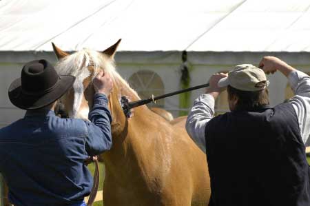 Ihned po ohodnocen� je ka�d� zapsan� klisn� na krk vyp�len haflingsk� v��eh