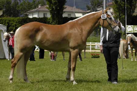 T�et� m�sto obsadila klisna Lella po Novaris