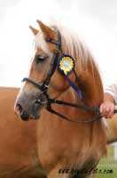 Klisna Elina, v�t�zka t�. klisen s h��baty. Pro zv�t�en� klikn�te