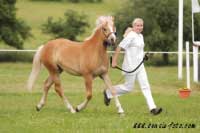 Klisni�ka Navara, Vice�ampion mlad�ch. Pro zv�t�en� klikn�te