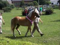 H�ebec Nimrod. Pro zv�t�en� klikn�te