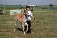 V�t�z kategorie h��bat Antar. Pro zv�t�en� klikn�te