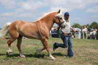 V�t�z kategorie h�ebc�, rakousk� Merlin. Pro zv�t�en� klikn�te