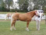 P�edveden byl plemen�k Aquavit. Pro zv�t�en� klikn�te