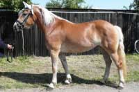 Klisna Aneta. Pro zv�t�en� klikn�te