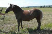 Klisna Camila. Pro zv�t�en� klikn�te