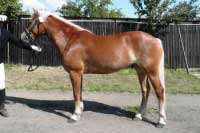 Klisna �ikita. Pro zv�t�en� klikn�te