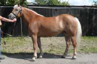 Klisna Gama. Pro zv�t�en� klikn�te