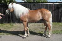 H�ebec Merlin. Pro zv�t�en� klikn�te