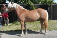 Klisna Pamela. Pro zv�t�en� klikn�te