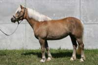 Klisna Lilibel. Pro zv�t�en� klikn�te