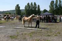 Na svod se sjelo mnoho div�k�. Pro zv�t�en� klikn�te