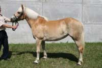 Klisna Nikita. Pro zv�t�en� klikn�te