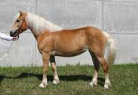 Klisna Sigrune. Pro zv�t�en� klikn�te