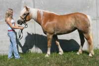 Klisna Wendy. Pro zv�t�en� klikn�te