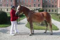 Klisna Conny. Pro zv�t�en� klikn�te