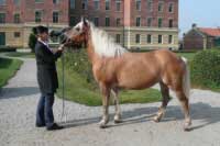 Klisna Heidi. Pro zv�t�en� klikn�te