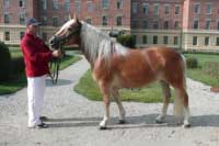 Klisna Laura. Pro zv�t�en� klikn�te