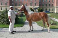 Klisna Sagy. Pro zv�t�en� klikn�te