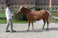 Klisna Sambuka. Pro zv�t�en� klikn�te