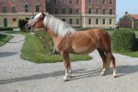 Klisna Sindy. Pro zv�t�en� klikn�te