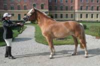 Klisna Soneta. Pro zv�t�en� klikn�te