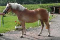 Klisna Elen. Pro zv�t�en� klikn�te