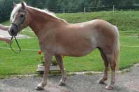 Klisna Lotynka. Pro zv�t�en� klikn�te