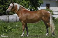 Klisna Pamela. Pro zv�t�en� klikn�te