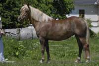 Klisna G�ba. Pro zv�t�en� klikn�te