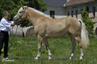 Klisna Nella. Pro zv�t�en� klikn�te