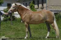 Klisna Saxana. Pro zv�t�en� klikn�te