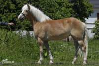 Klisna Atlanta. Pro zv�t�en� klikn�te