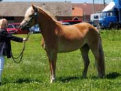 Klisna Bella. Pro zv�t�en� klikn�te