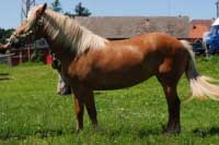 Klisna Rosemary. Pro zv�t�en� klikn�te