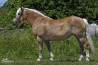 Klisna Orelie. Pro zv�t�en� klikn�te