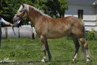 Klisna Lucka (p. Firbacher). Pro zv�t�en� klikn�te