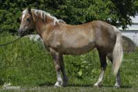 Klisna Conny. Pro zv�t�en� klikn�te