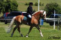 P�edveden� plemenn�ho h�ebce Nibelunga. Pro zv�t�en� klikn�te