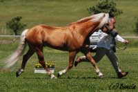 H�ebec Aquavit I., �ampion v�stavy. Pro zv�t�en� klikn�te