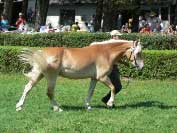 Angelique. Pro zv�t�en� klikn�te